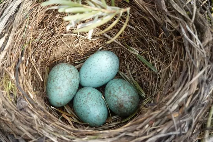 Bird Eggs in Nest