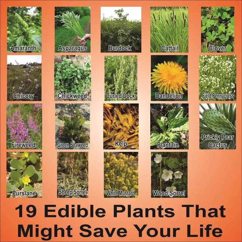 Wild Plants You Can Eat: A List of Edible Wild Plants