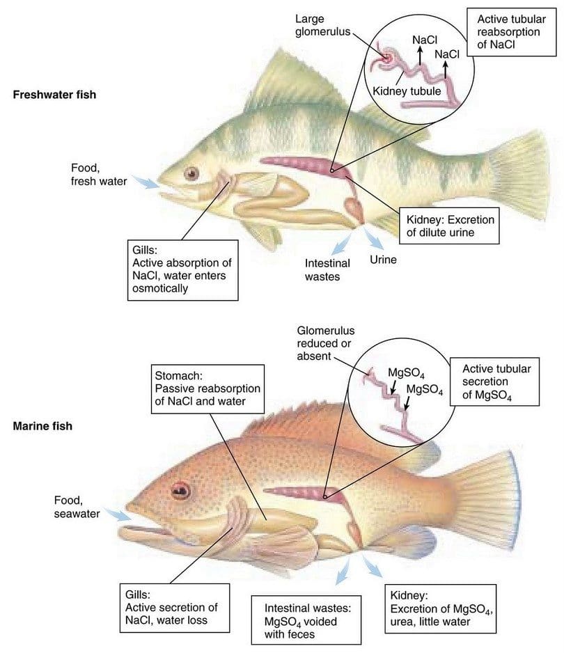 How to Fish: Lessons for The Beginner Angler