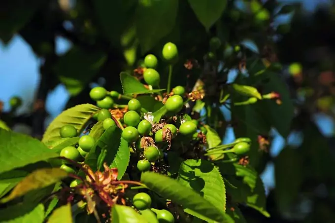 Fruits