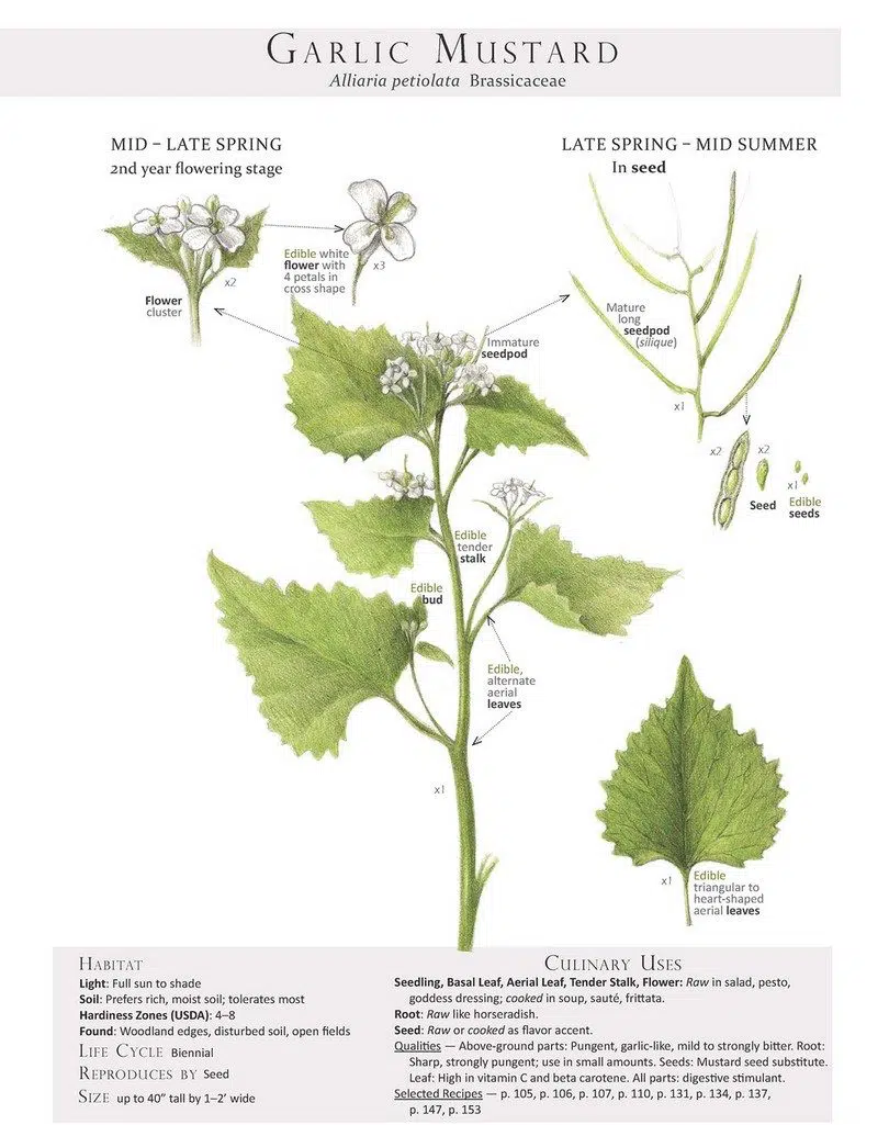 Garlic Mustard infographic wild edible plant