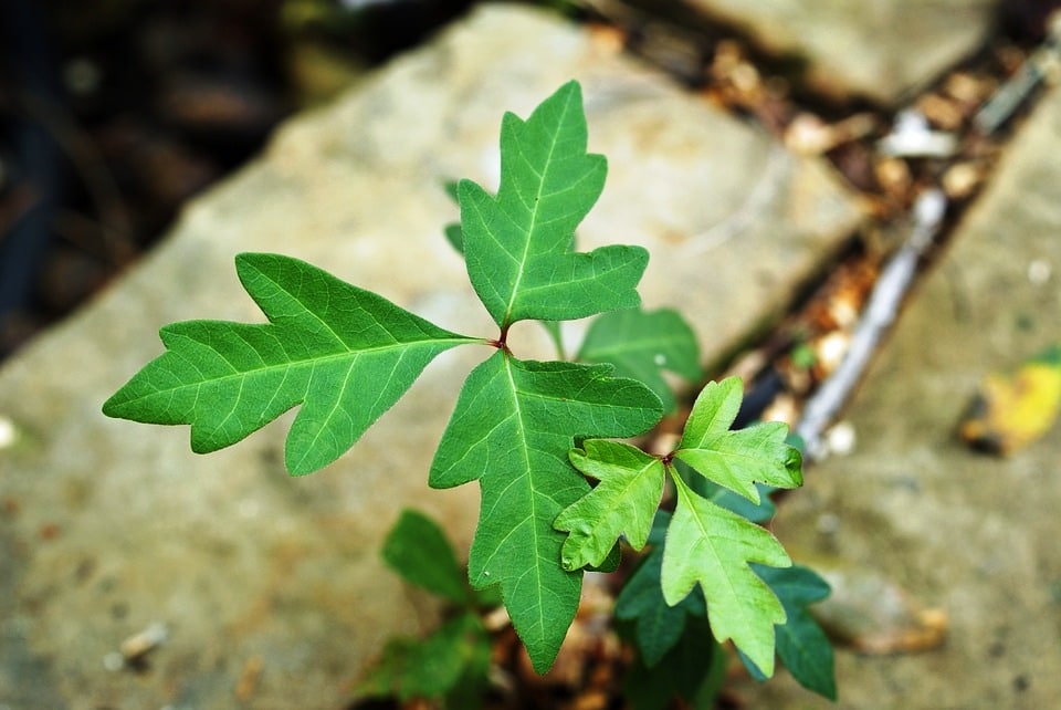 How to Get Rid of Poison Ivy