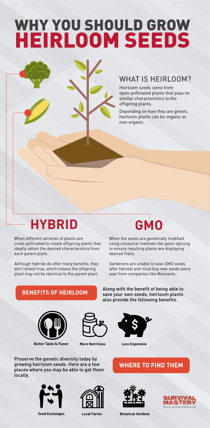 Heirloom seeds infographic