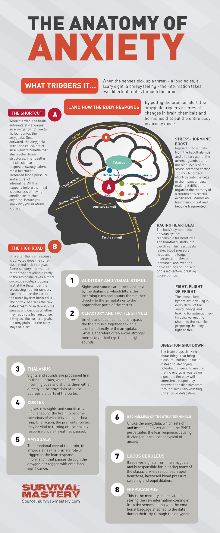 Anatomy of anxiety infographic