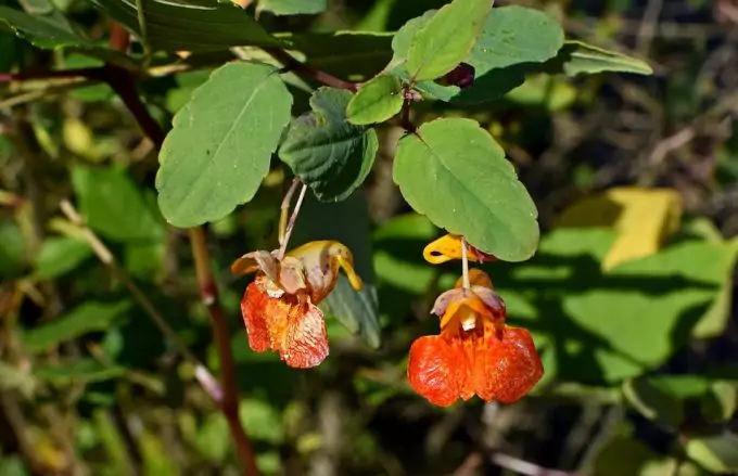 Jewelweed