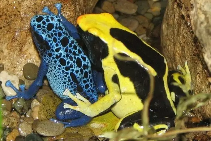 Poison Frogs