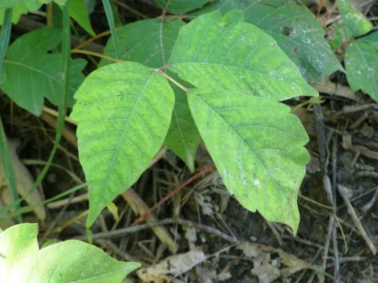 How to Get Rid of Poison Ivy The Basic Guide Everyone Needs to Know