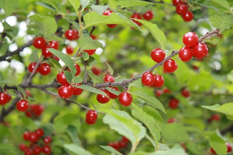 Red berries