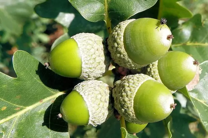 Acorns