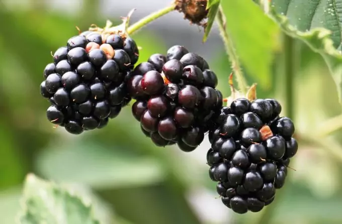 Blackberries are a safe will berry plant