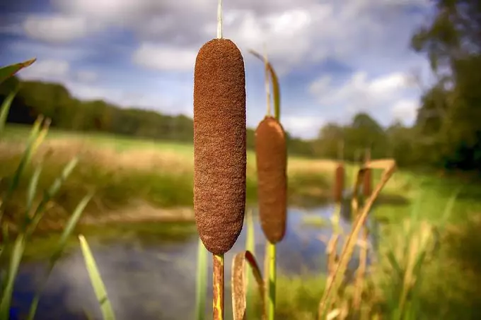 A Cattail wild edible plant tastes like corn.