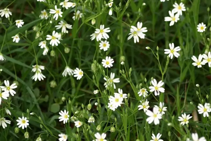 Chickweed