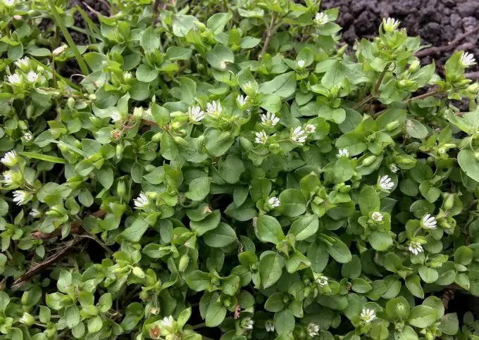 Chickweed