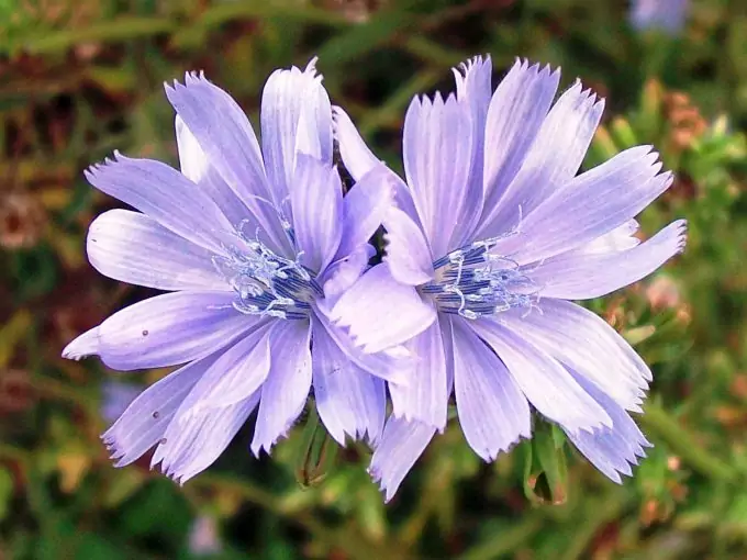 Chicory