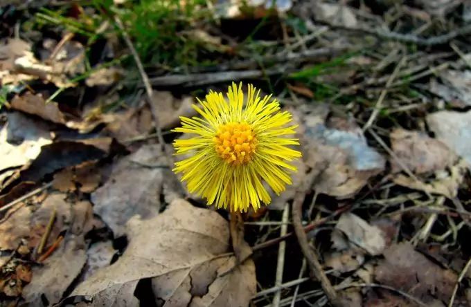 Coltsfoot is very good wild edible plant