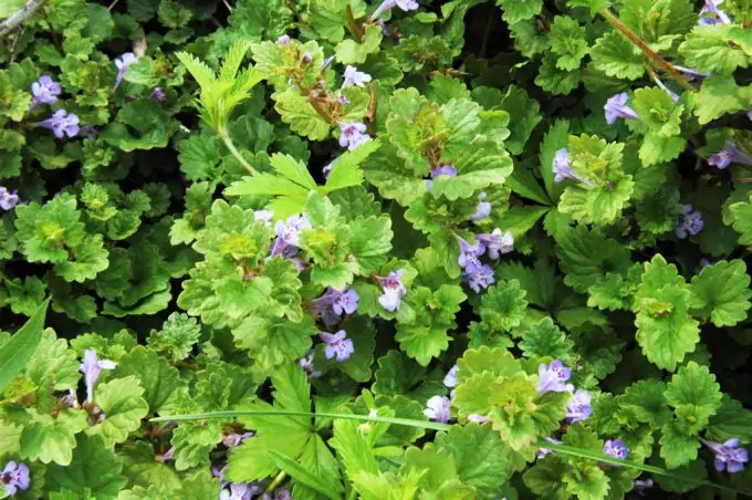 Creeping Charlie is a wild edible plant