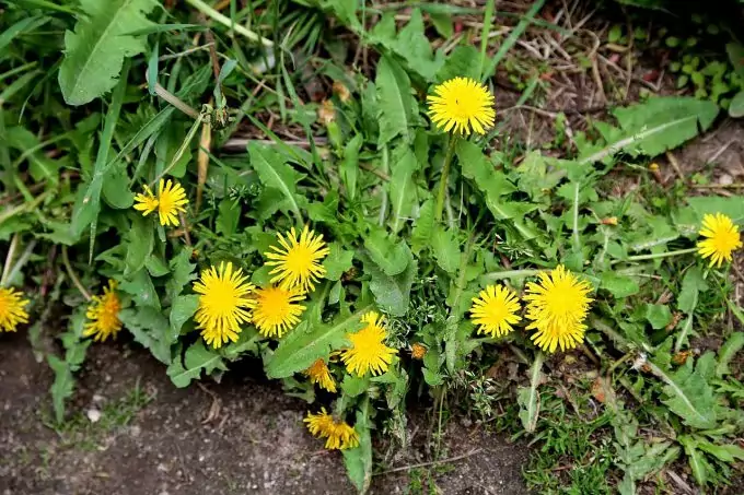 edible wild Dandelion