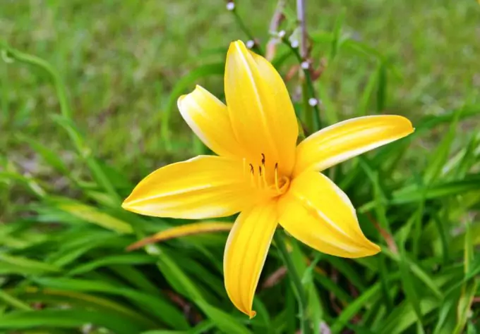 Daylily are very common edible wild plants