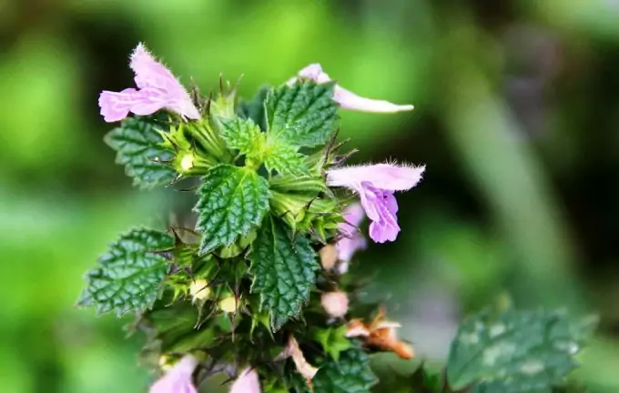 Dead-nettle