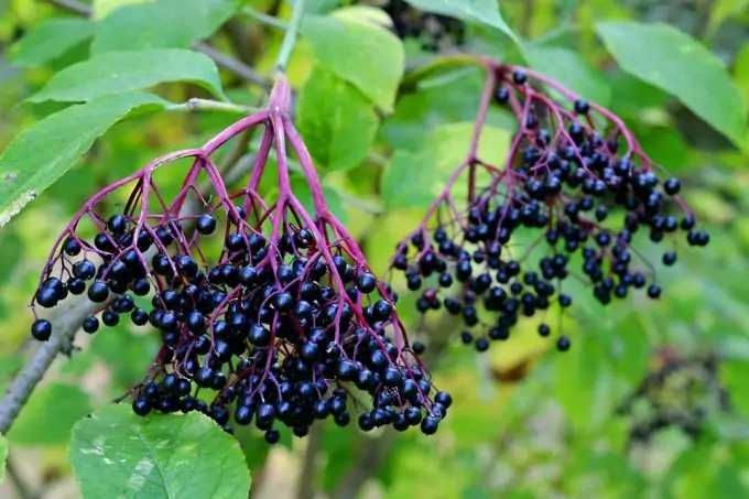 Elderberries are another edible wild plant