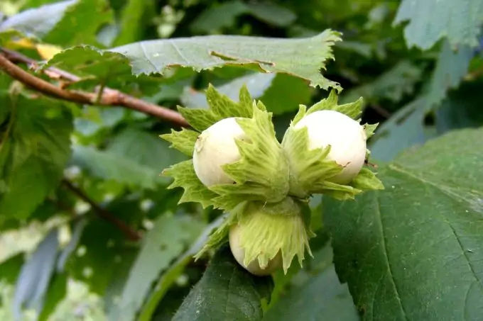 Hazelnuts