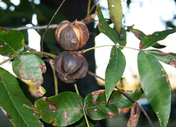 Hickory Nuts are good edible wild nuts