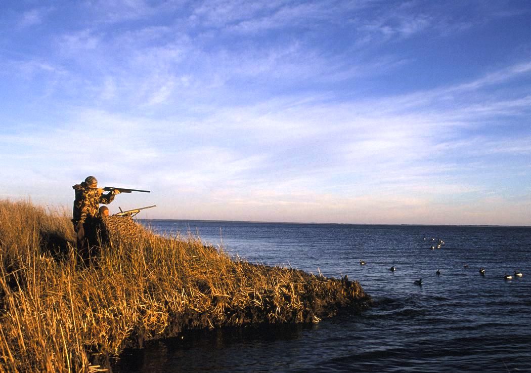 Best Duck Hunting Gun How to Choose the Right Weapon + Hunting Tips