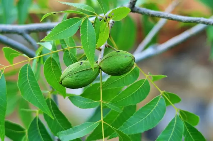 Pecans