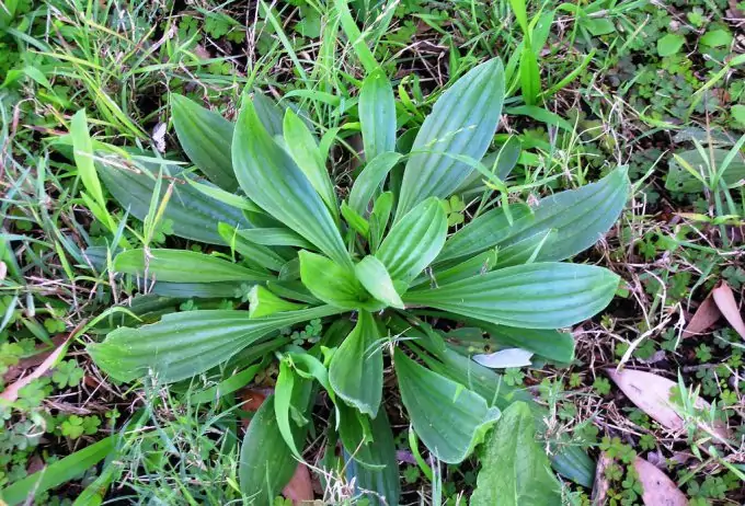 picture of edible wild Plantain