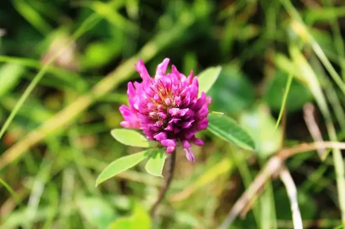 Red Clovers