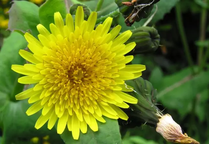 Sow thistle