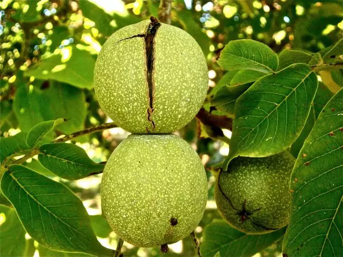 Walnuts are edible wild nuts that can be bitter