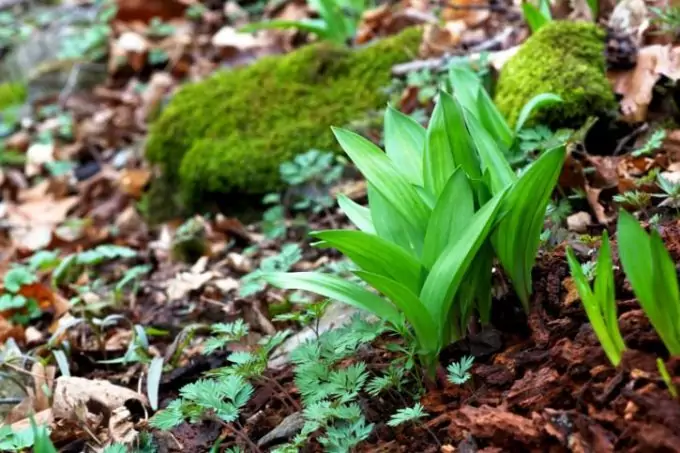 Wild Onion is an excellent wild plant to eat