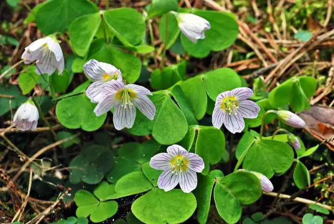 edible wild Wood Sorrel