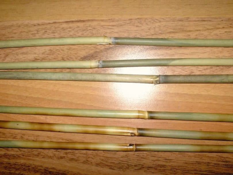 Bamboo