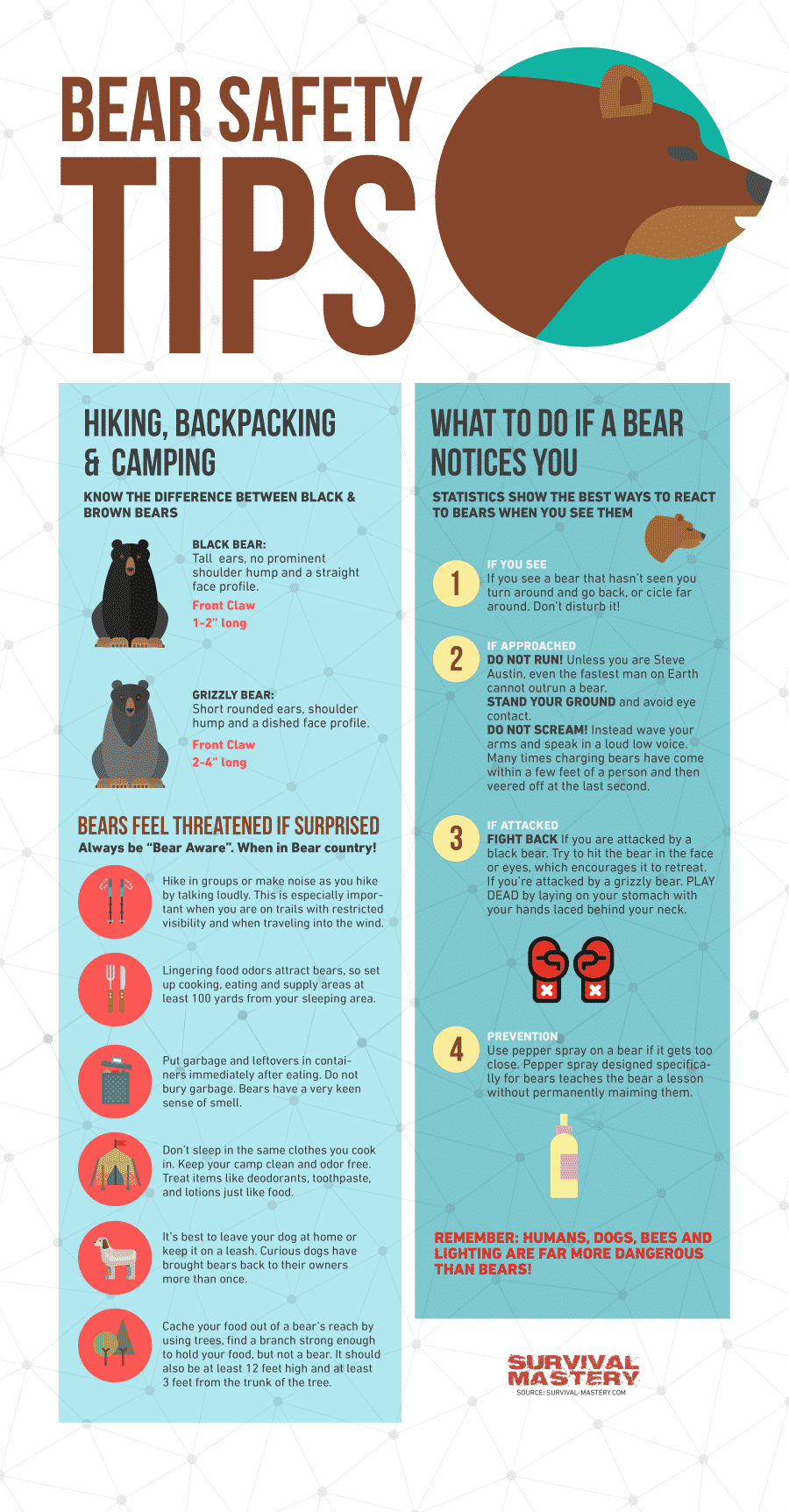 Bear safety tips infographic