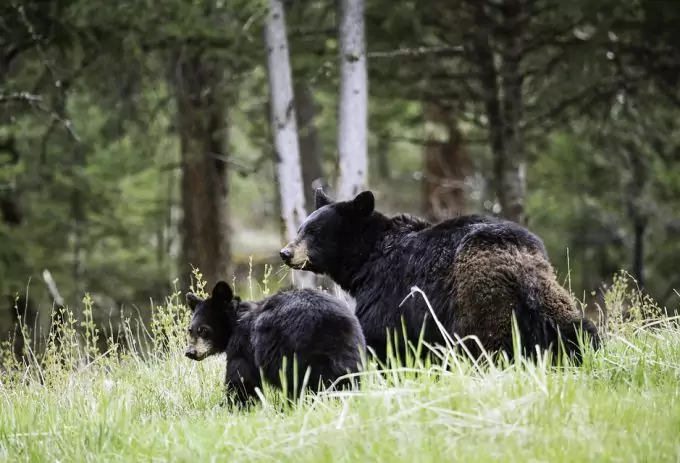 Black Bear Sense of Smell