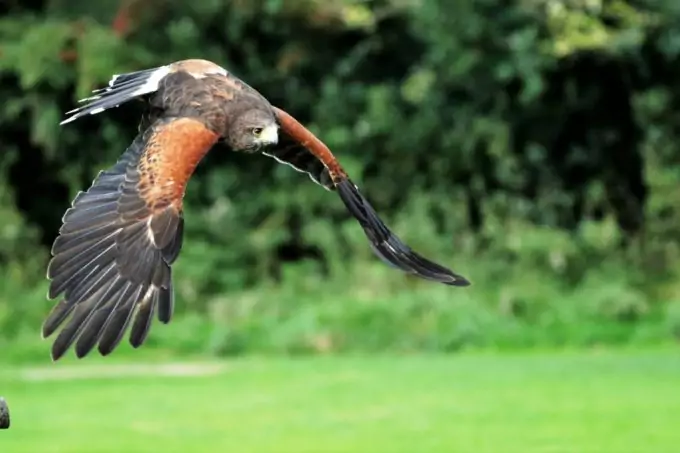 Falcon Hunting