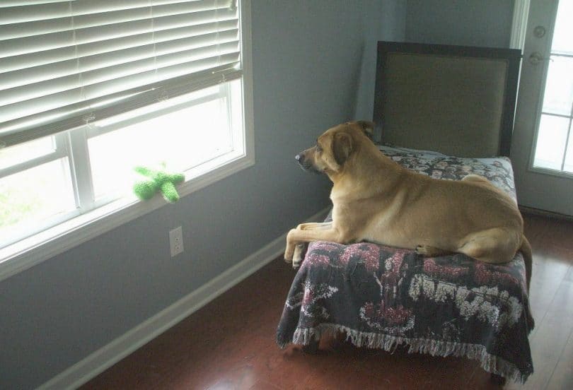 Dog guarding the house