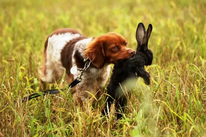 Hunting Rabbits With Dogs