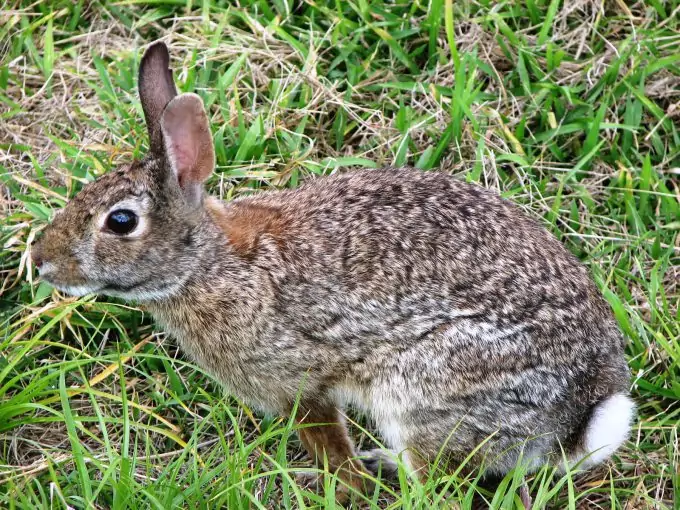 Rabbit in the Forest