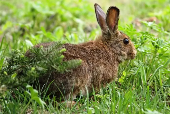 Rabbit in the Forest