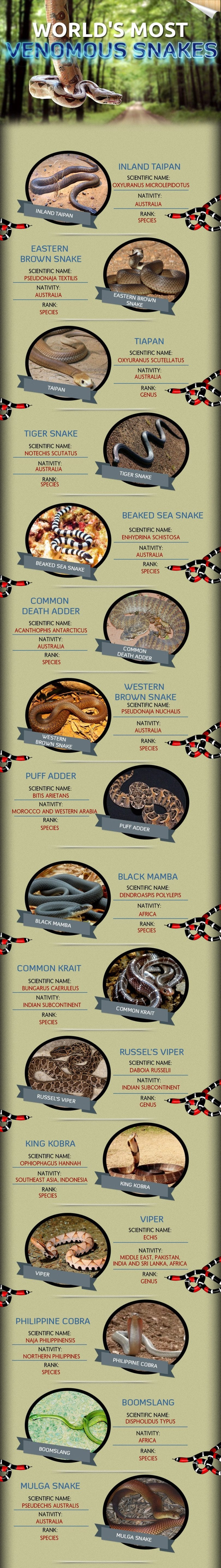 World's most venomous snakes