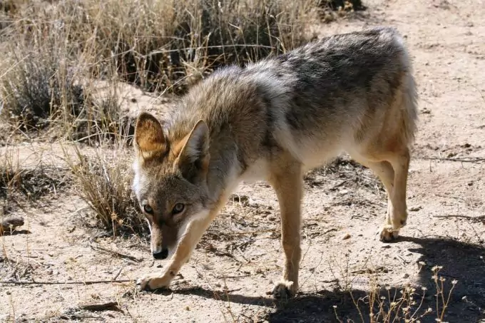 Aggressive Coyote