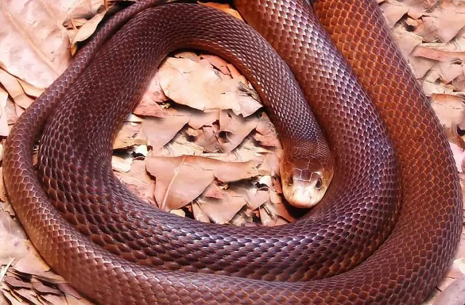 Coastal Taipan