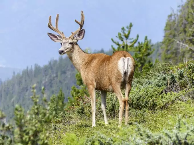 Deer in Wild