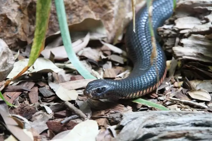 Inland Taipan