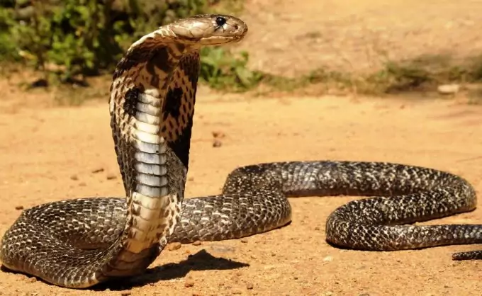 Philippine Cobra