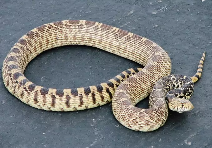 Rattlesnake