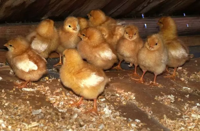 Breeding Chicken